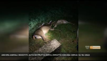 POVE DEL GRAPPA | ANCORA ANIMALI INVESTITI: AUTO DISTRUTTA DOPO L'IMPATTO CON UNA CERVA